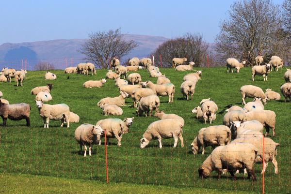 Vet update: Tapeworm! A friend or foe? Vet update: Tapeworm! A friend or foe?