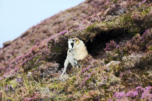 Hill row rumbles on at meeting in Letterkenny
Hill row rumbles on at meeting in Letterkenny