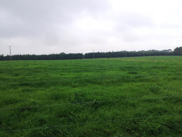 140-acre farm outside Nenagh for sale 140-acre farm outside Nenagh for sale