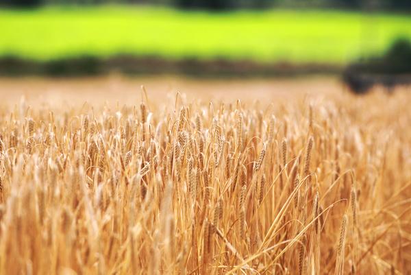 €35m distillery opened in Tullamore €35m distillery opened in Tullamore