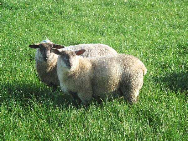 Farmer writes: Tags on store lambs causing problems Farmer writes: Tags on store lambs causing problems