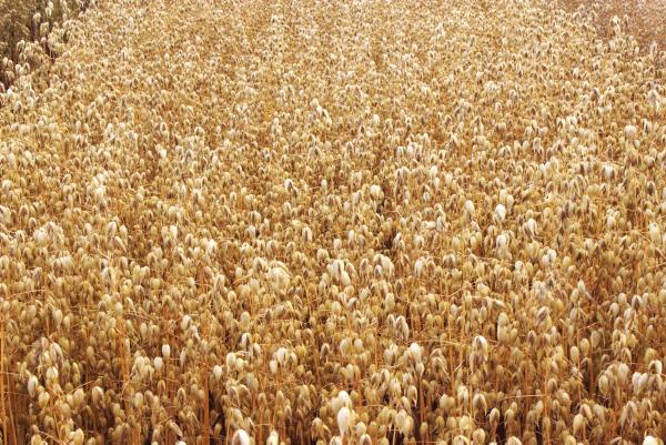 New varieties on all 2015 lists New varieties on all 2015 lists