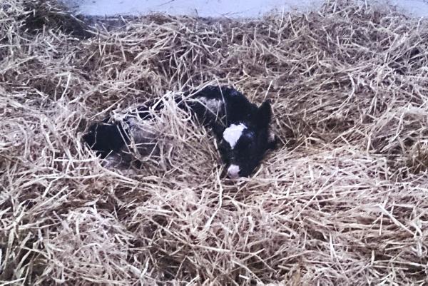 Farmer writes: Bit of work making up the dry cow diet mix Farmer writes: Bit of work making up the dry cow diet mix