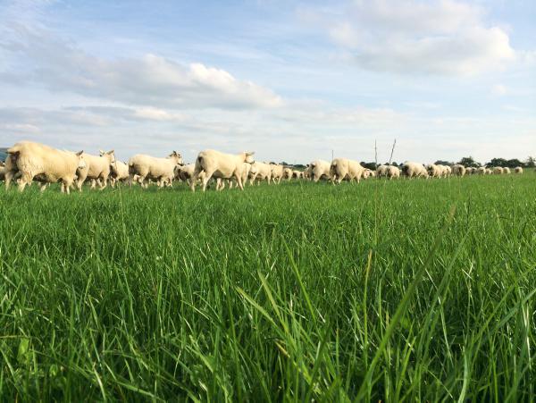 Rain brings a welcome lift to grass growth Rain brings a welcome lift to grass growth