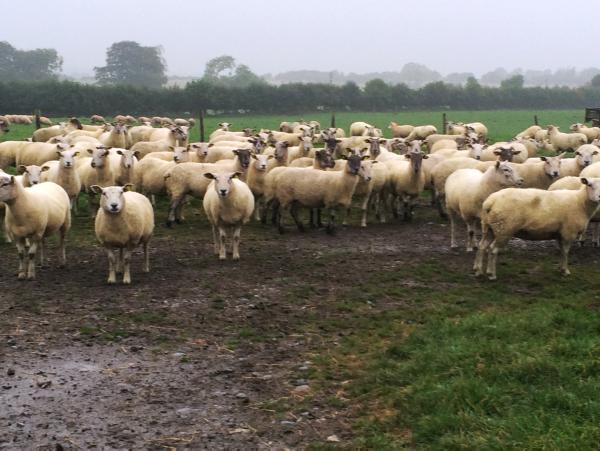 Rain brings a welcome lift to grass growth Rain brings a welcome lift to grass growth