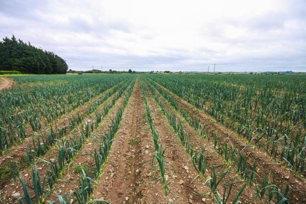 Auction results: Large farm fails to sell at auction in Co Louth Auction results: Large farm fails to sell at auction in Co Louth