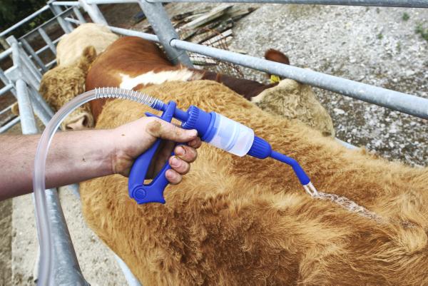 Cattle facing higher lungworm challenge Cattle facing higher lungworm challenge