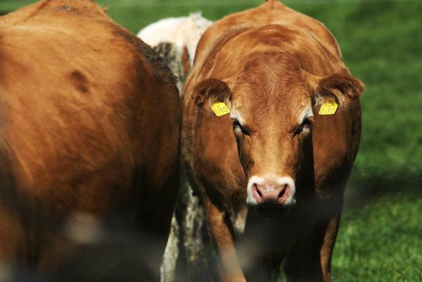 1,000 farmers sign up to ICSA Quality Assurance campaign 1,000 farmers sign up to ICSA Quality Assurance campaign