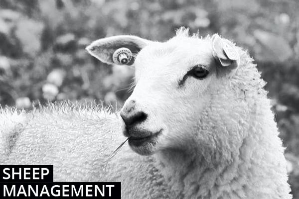Sheep Farming Management Notes Sheep Farming Management Notes