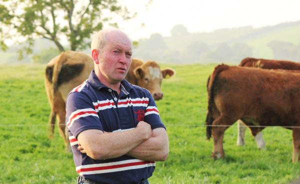 Focusing on steer finishing in Monaghan Focusing on steer finishing in Monaghan