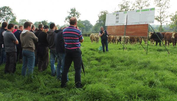 Focusing on steer finishing in Monaghan Focusing on steer finishing in Monaghan