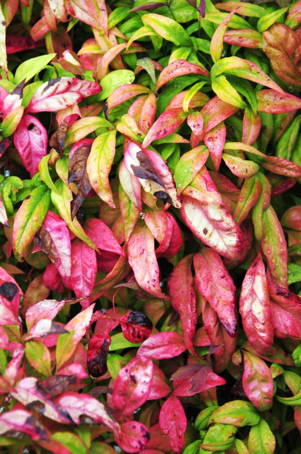 Heavenly bamboo - a plant of welcome and ease Heavenly bamboo - a plant of welcome and ease