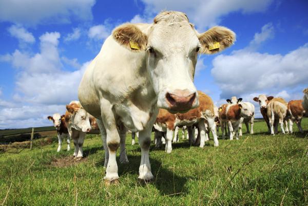 Eight cattle stolen from Louth farm Eight cattle stolen from Louth farm