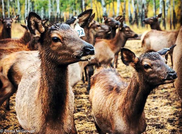 Musings from the Maple Country Musings from the Maple Country