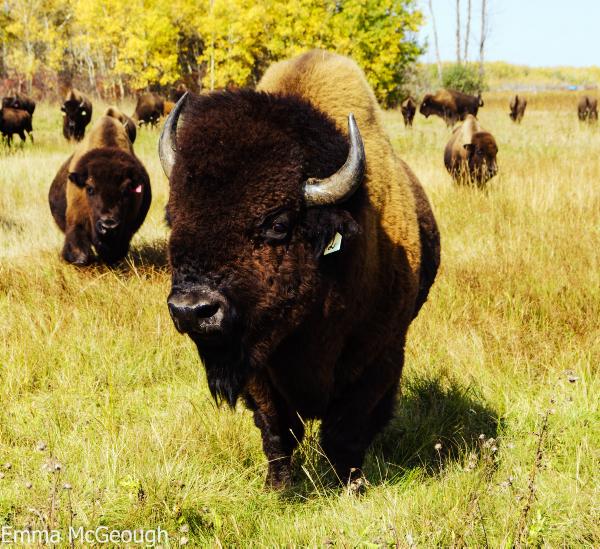 Musings from the Maple Country Musings from the Maple Country