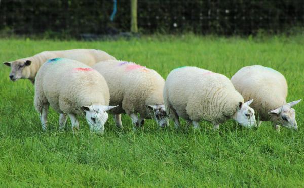 Sheep market prices: Tight supplies see lamb price hit €4.70/kg Sheep market prices: Tight supplies see lamb price hit €4.70/kg
