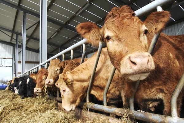 Beef exports to Britain rise Beef exports to Britain rise