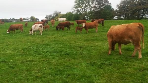 Farmer writes: Improving the maternal value of the herd Farmer writes: Improving the maternal value of the herd