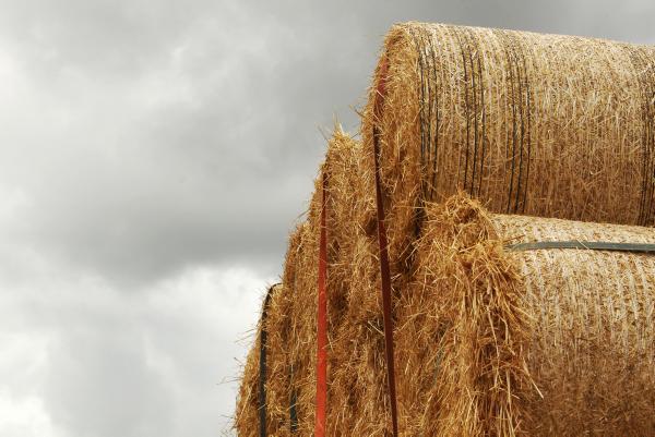 Insurance on leased land and money owed for straw