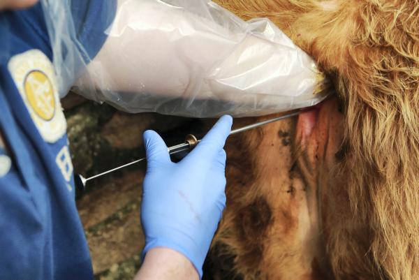 Look for experience when choosing an AI technician Look for experience when choosing an AI technician