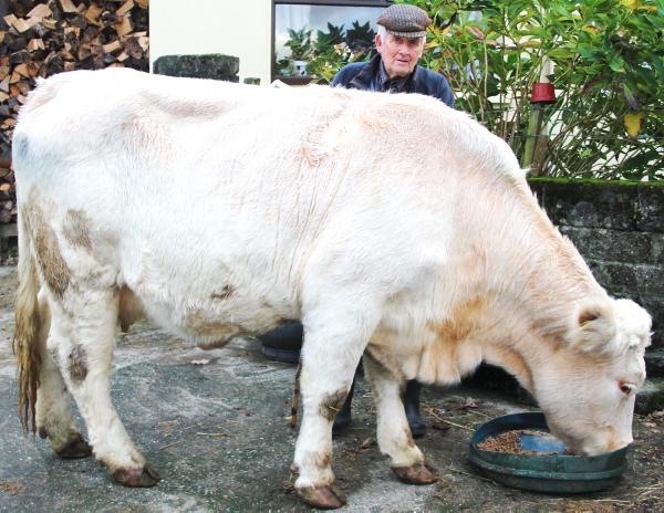 Cow survives three mile swim across Kenmare bay Cow survives three mile swim across Kenmare bay