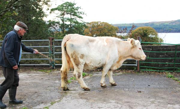 Cow survives three mile swim across Kenmare bay Cow survives three mile swim across Kenmare bay
