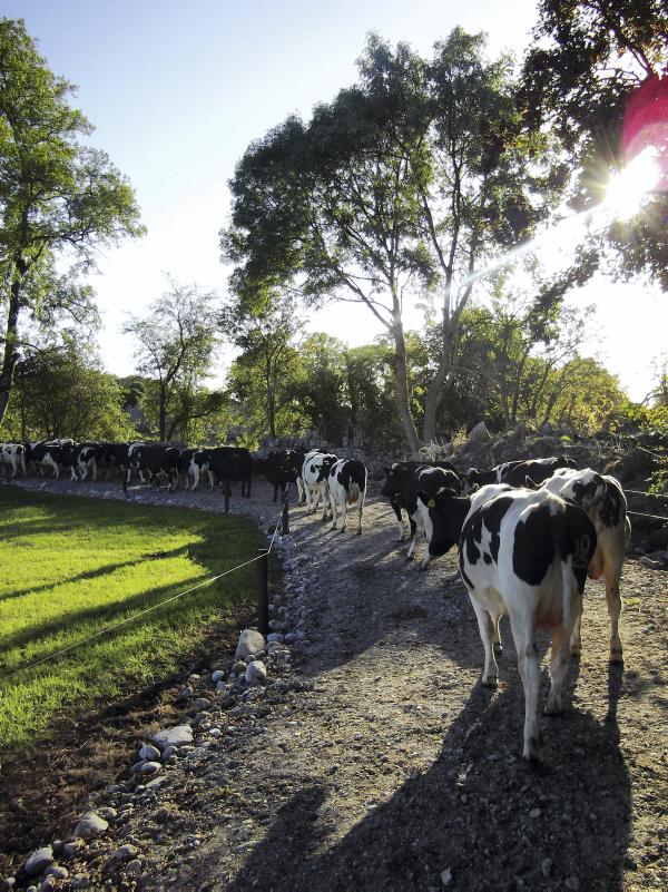 Weekly management tips for dairy Weekly management tips for dairy