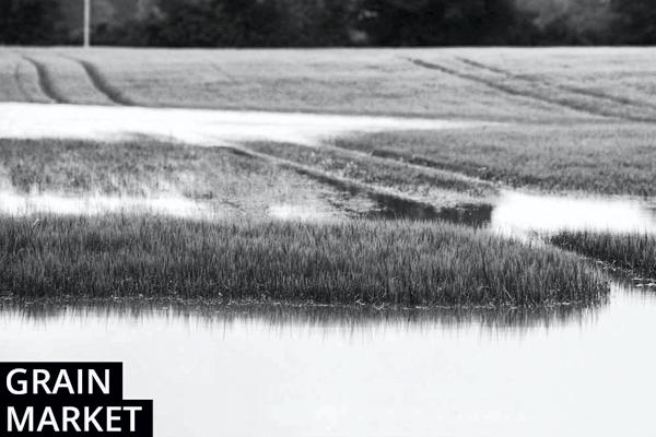 Prices harden slightly in response to new crop concerns Prices harden slightly in response to new crop concerns