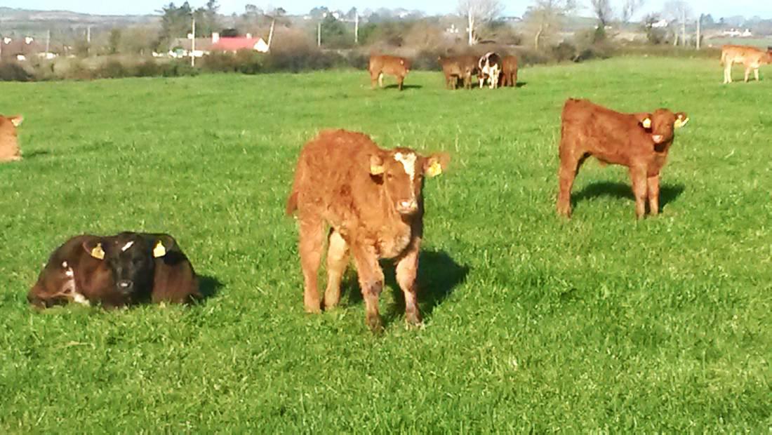 Tax returns, beef forum outcomes and changing the herd breeding policy Tax returns, beef forum outcomes and changing the herd breeding policy