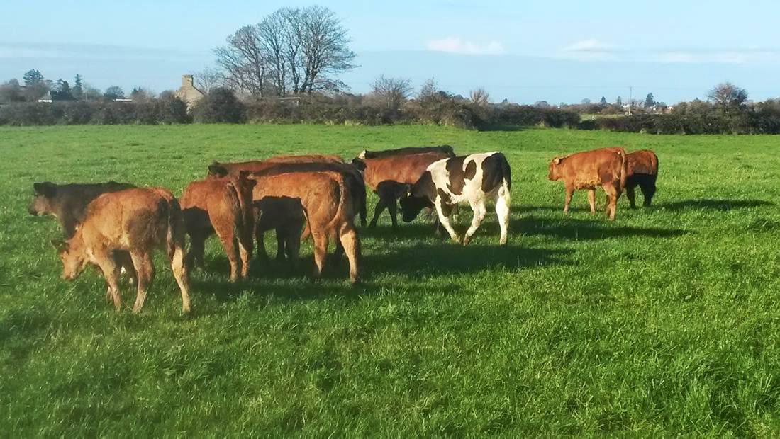 Tax returns, beef forum outcomes and changing the herd breeding policy Tax returns, beef forum outcomes and changing the herd breeding policy