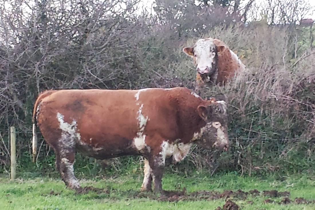 Farmer writes: Getting into a routine for winter to keep workload to a minimum Farmer writes: Getting into a routine for winter to keep workload to a minimum