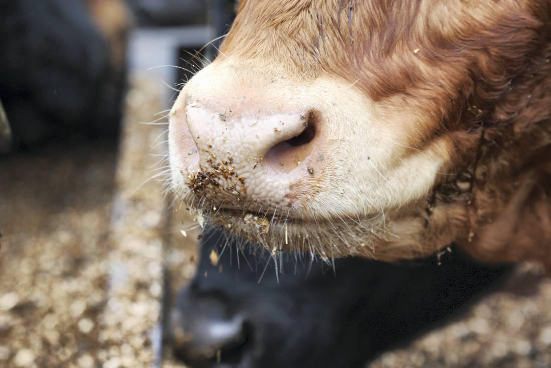 Farmer writes: Scrutinising my beef finishing performance Farmer writes: Scrutinising my beef finishing performance