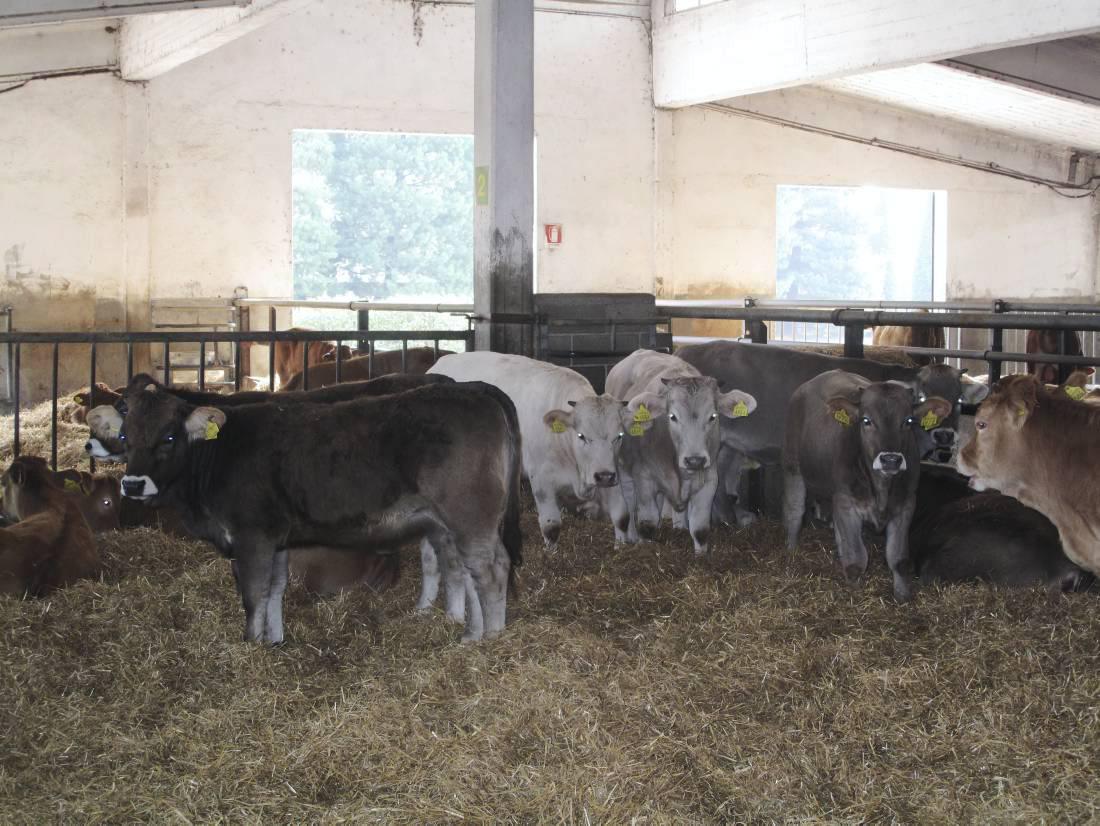 Dip in markets easing live exports Dip in markets easing live exports