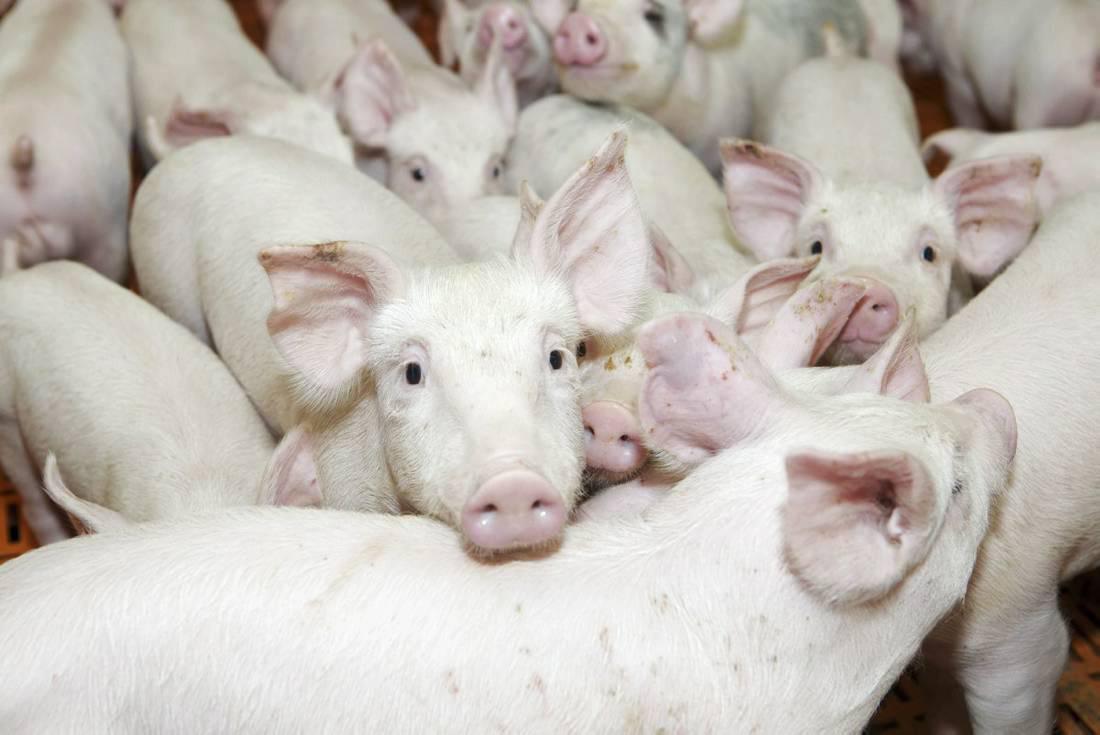 US imports pork from Brazil and chicken from China US imports pork from Brazil and chicken from China