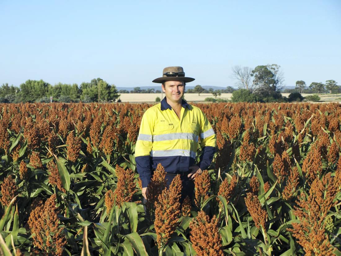 Quality good but yields back: Letter from New South Wales
Quality good but yields back: Letter from New South Wales
