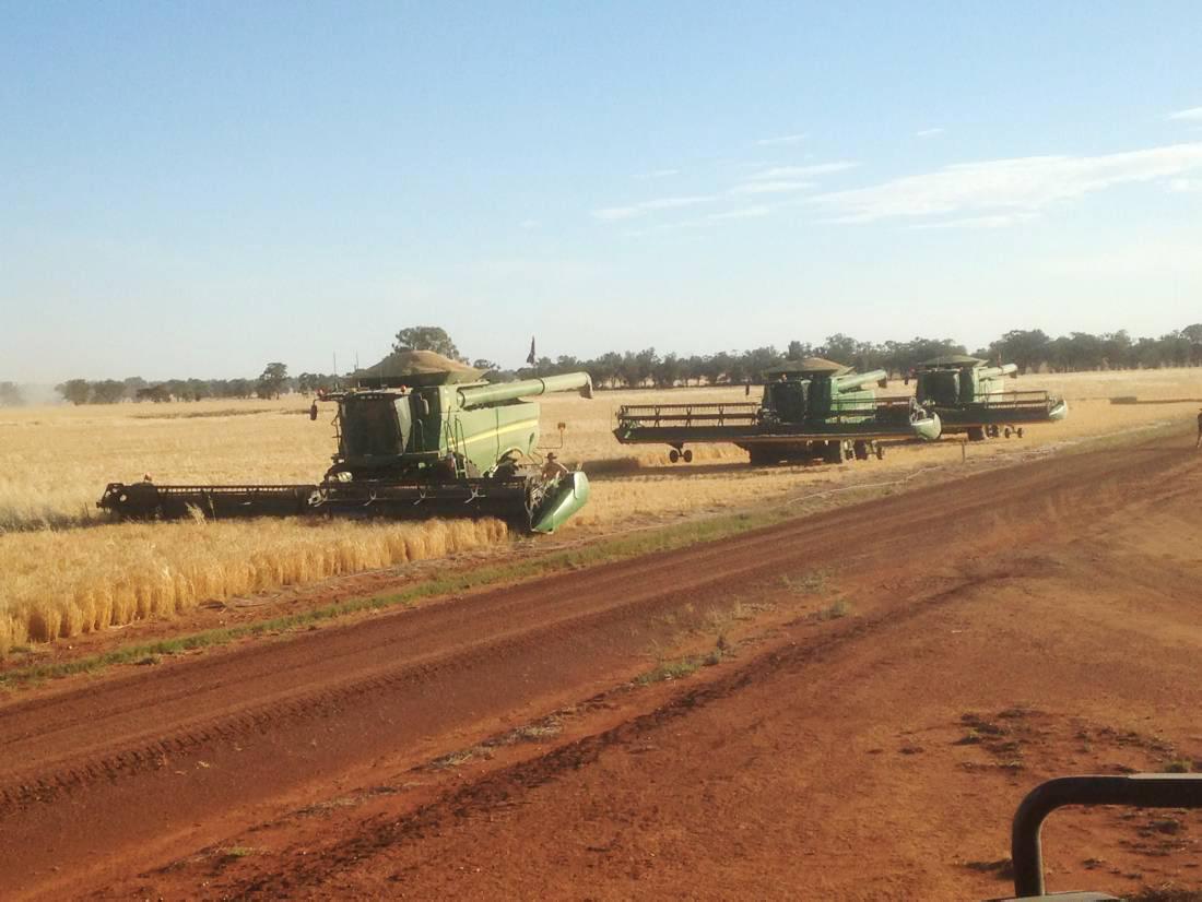 Quality good but yields back: Letter from New South Wales
Quality good but yields back: Letter from New South Wales