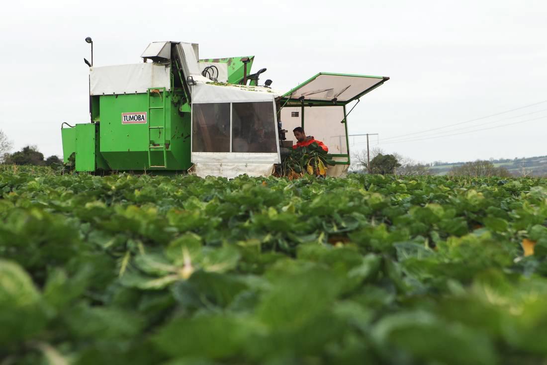 Hayes opens Horticulture grant scheme Hayes opens Horticulture grant scheme