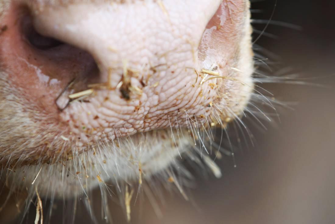 Beef management notes: Selecting for slaughter, hygiene and grazing kale Beef management notes: Selecting for slaughter, hygiene and grazing kale