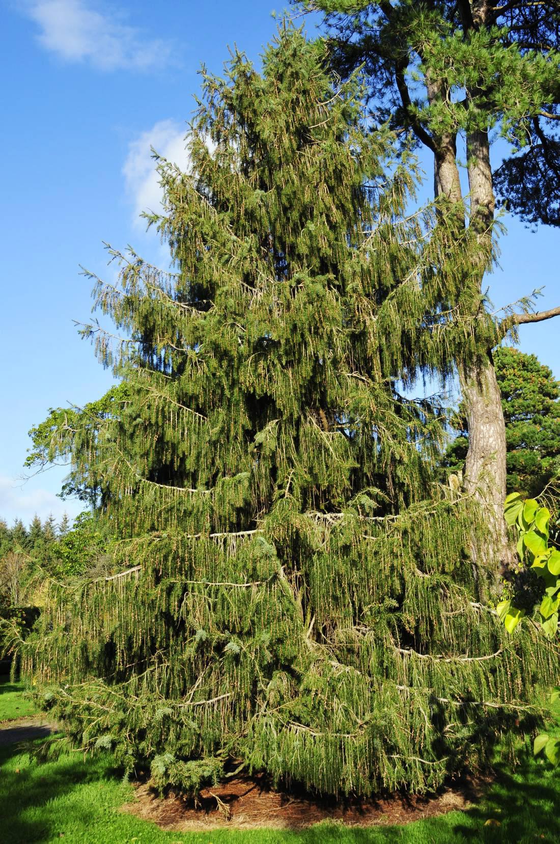 Drooping elegance Drooping elegance