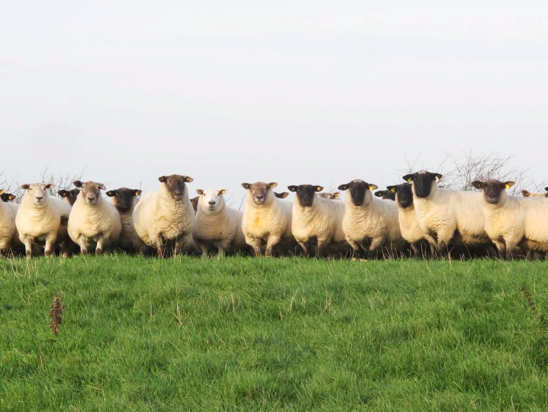 Satellite groups adopting lessons learned Satellite groups adopting lessons learned