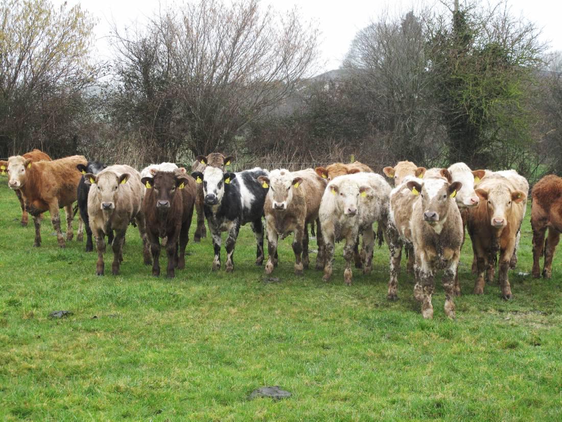 Focusing on feeding and margin Focusing on feeding and margin