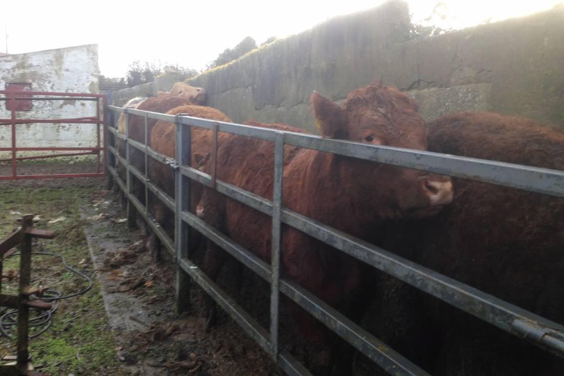 Farmer writes: Giving bullocks the full MOT treatment for parasites Farmer writes: Giving bullocks the full MOT treatment for parasites