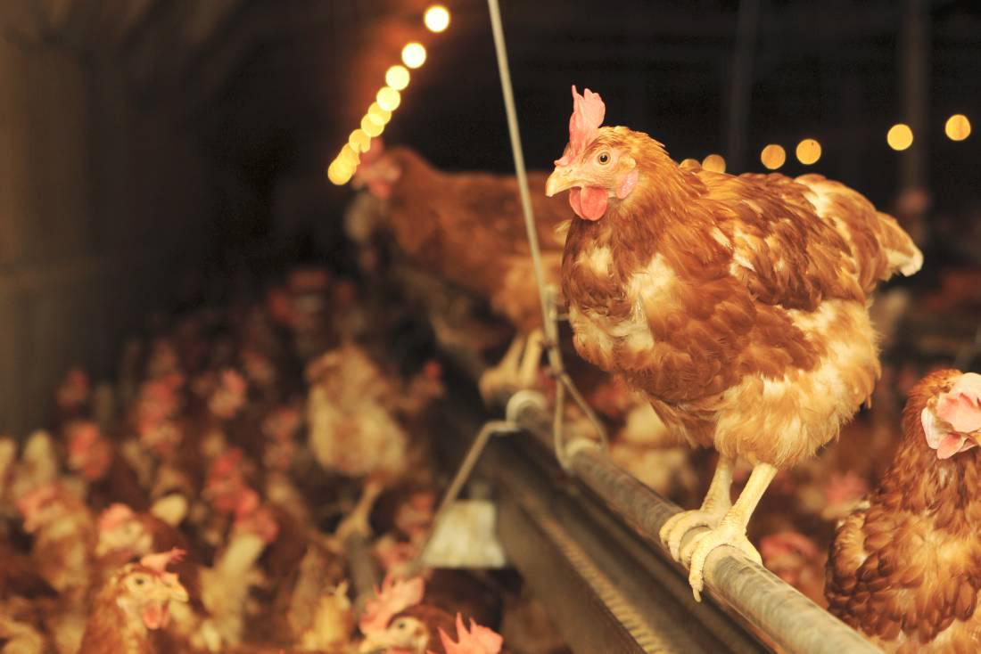Avian flu to affect global poultry trade in 2015 - Rabobank Avian flu to affect global poultry trade in 2015 - Rabobank