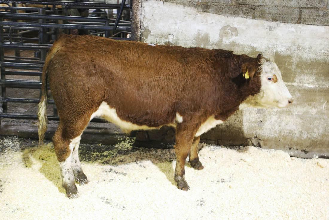 Cattle prices: Sales finishing strongly in Dowra Mart