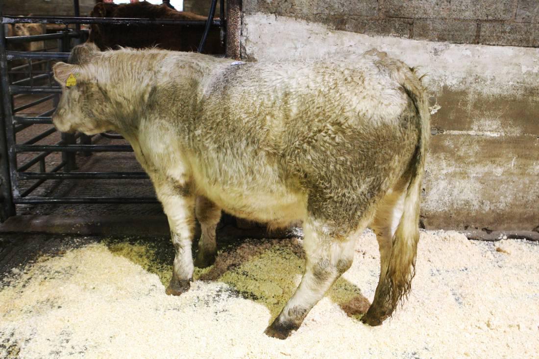 Cattle prices: Sales finishing strongly in Dowra Mart