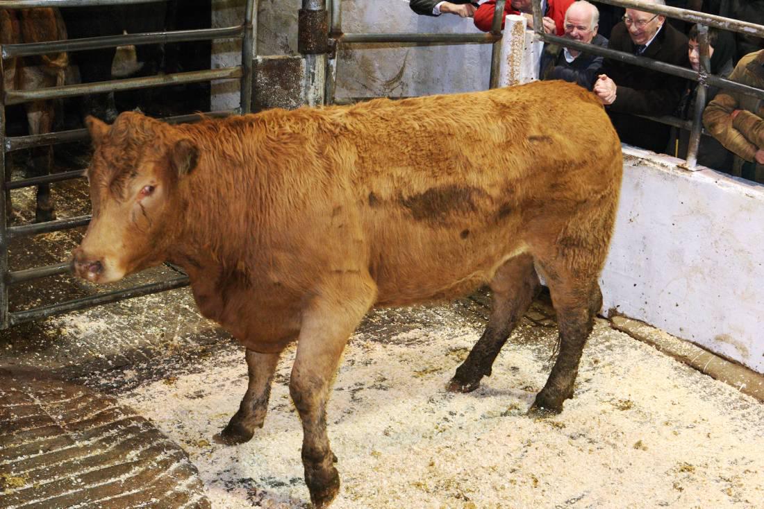 Cattle prices: Sales finishing strongly in Dowra Mart