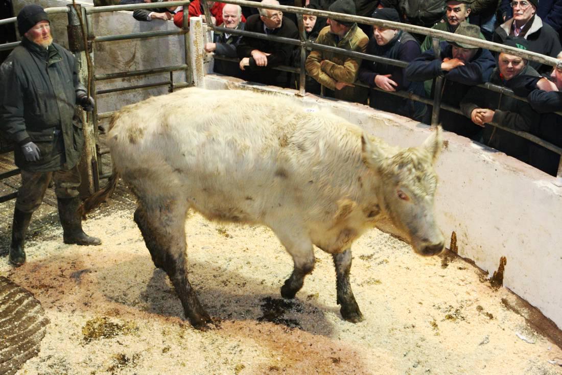 Cattle prices: Sales finishing strongly in Dowra Mart