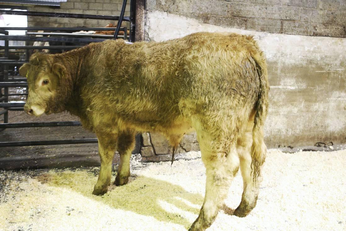 Cattle prices: Sales finishing strongly in Dowra Mart