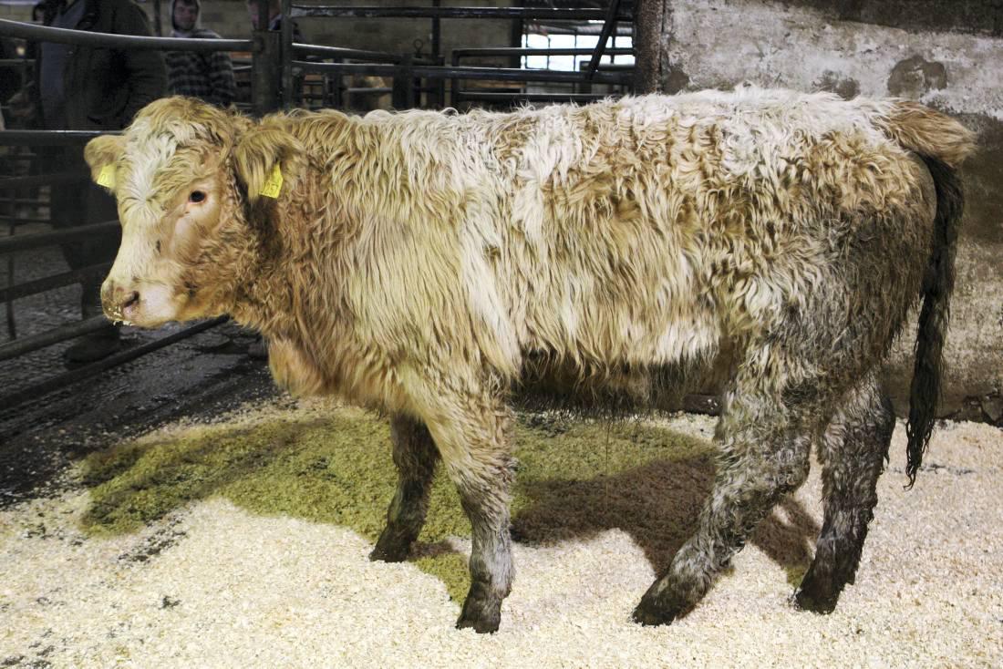 Cattle prices: Sales finishing strongly in Dowra Mart