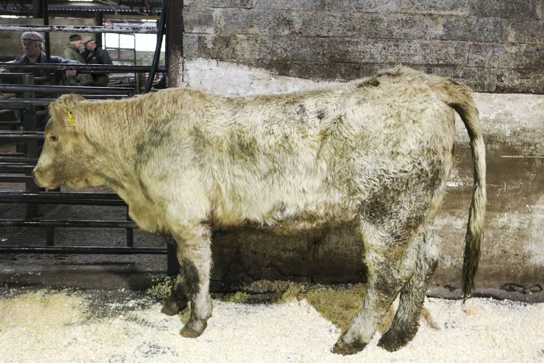 Cattle prices: Sales finishing strongly in Dowra Mart